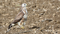 Mäusebussard_ (7).jpg